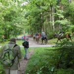 im Wald