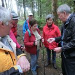 grüner Knollenblätterpilz