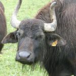 Büffel